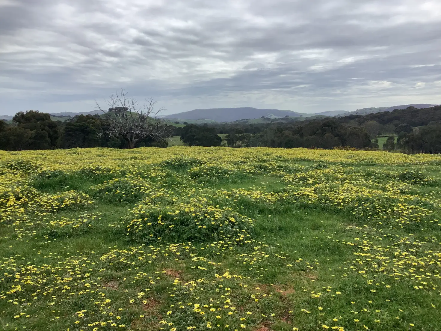Main view of Homely rural property listing, 20 Chetwynd Road, Whiteheads Creek VIC 3660