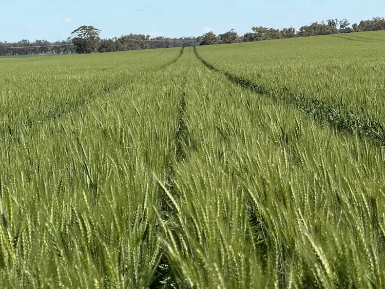 Second view of Homely rural property listing, 861 Kadina Road, Alectown NSW 2870