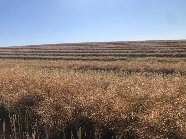 Third view of Homely rural property listing, 861 Kadina Road, Alectown NSW 2870