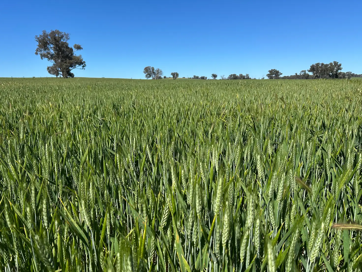 Main view of Homely rural property listing, 1470 Yerong Creek Mangoplah Road, Mangoplah NSW 2652