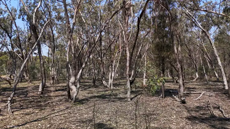 Fourth view of Homely rural property listing, Lot 8 Binghi Road, Tenterfield NSW 2372