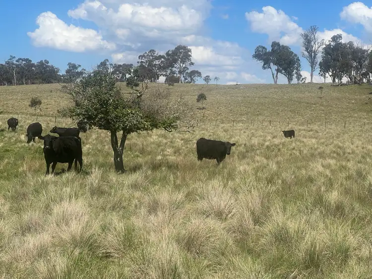 Sixth view of Homely rural property listing, 400 Bullock Mountain Road, Glen Innes NSW 2370