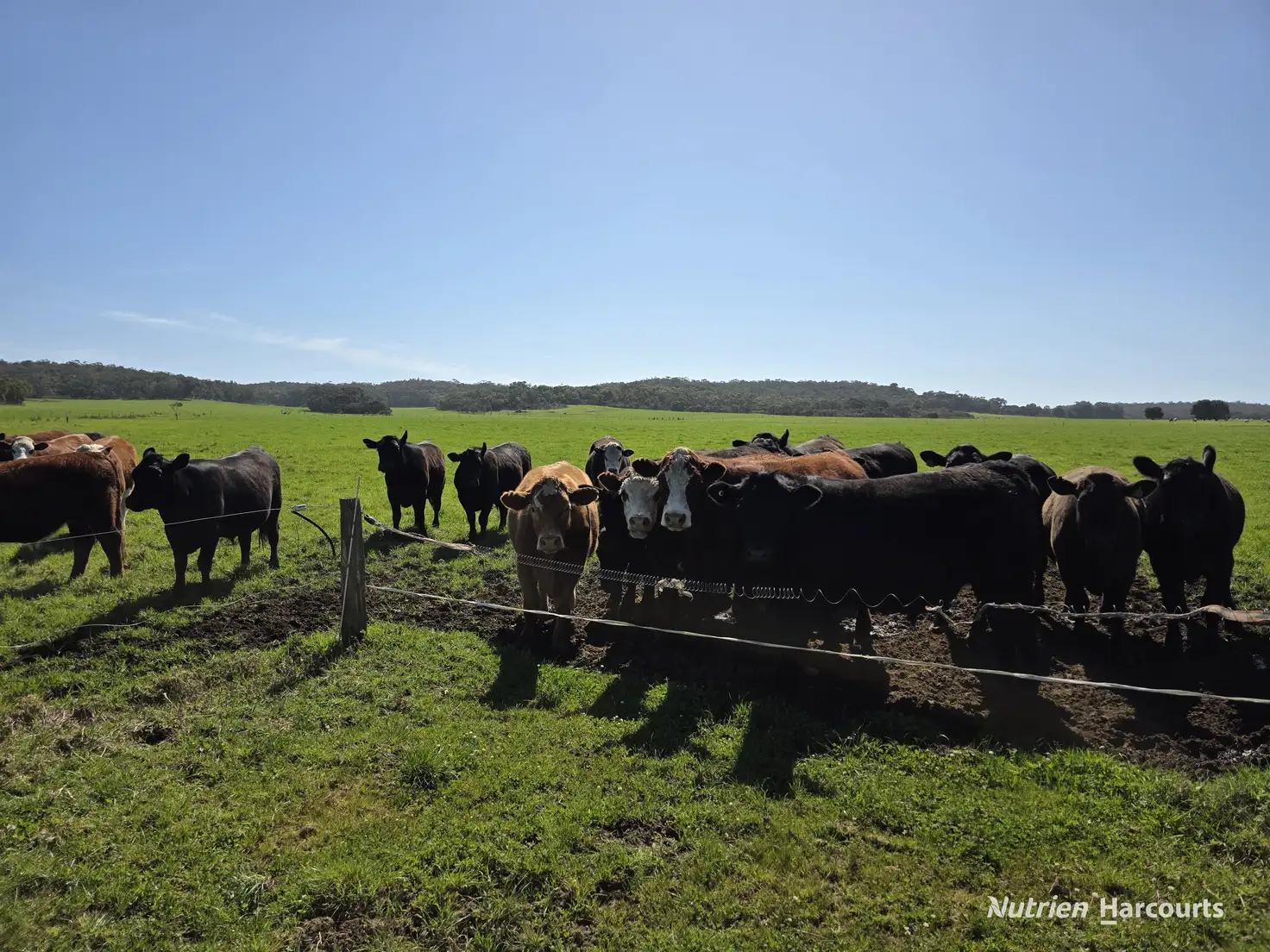 Main view of Homely rural property listing, 60 Skippings Road, Kordabup WA 6333