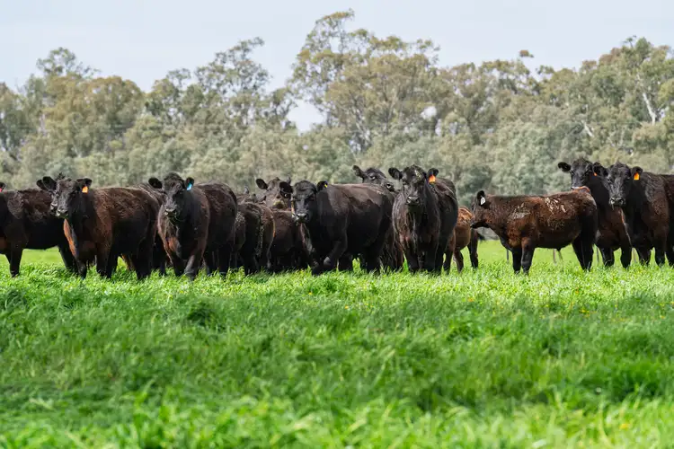 Third view of Homely rural property listing, 445 Kobyboyn Road, Whiteheads Creek VIC 3660