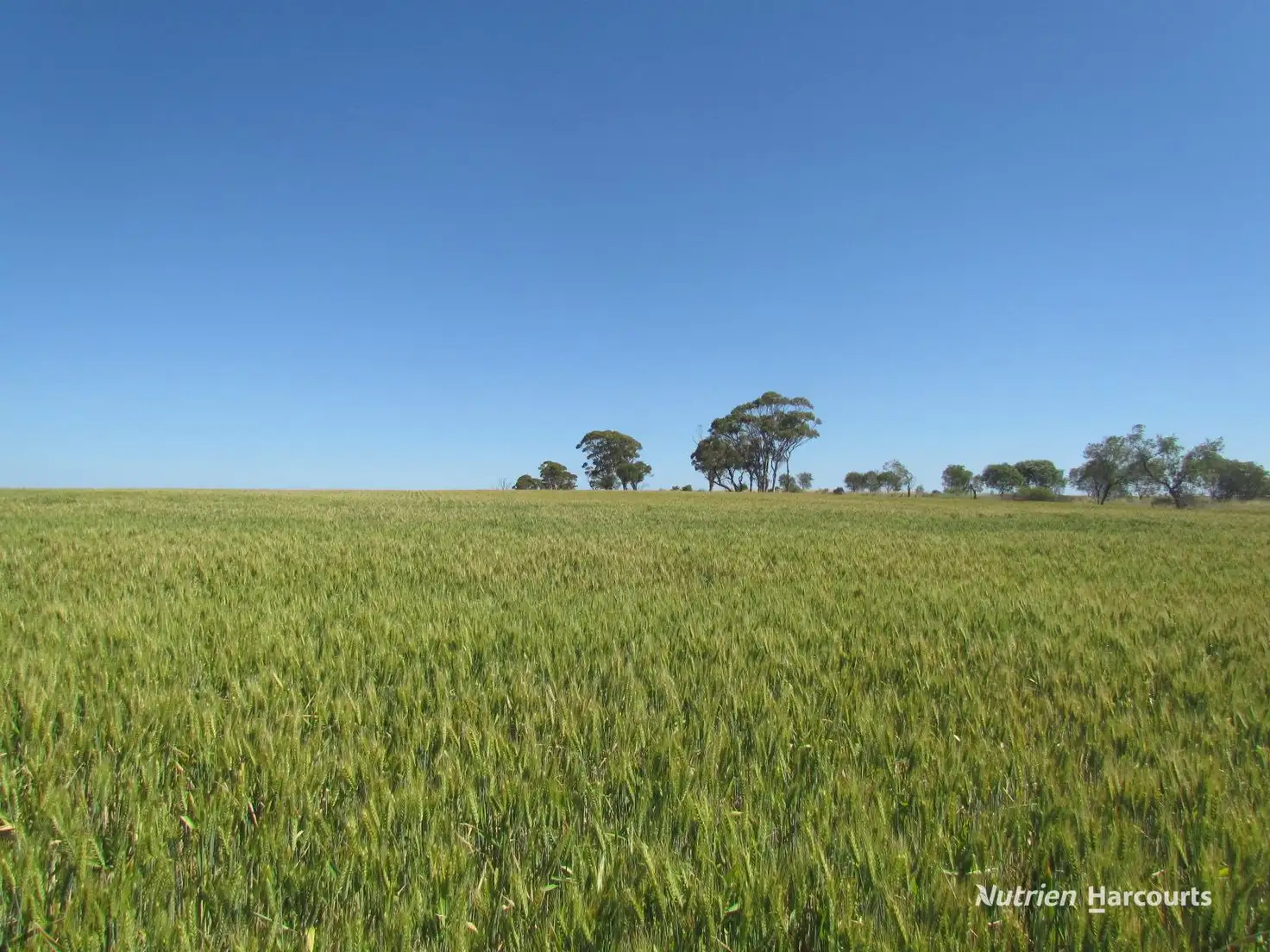 Main view of Homely rural property listing, Lot 141 Billeroo Road, Carnamah WA 6517