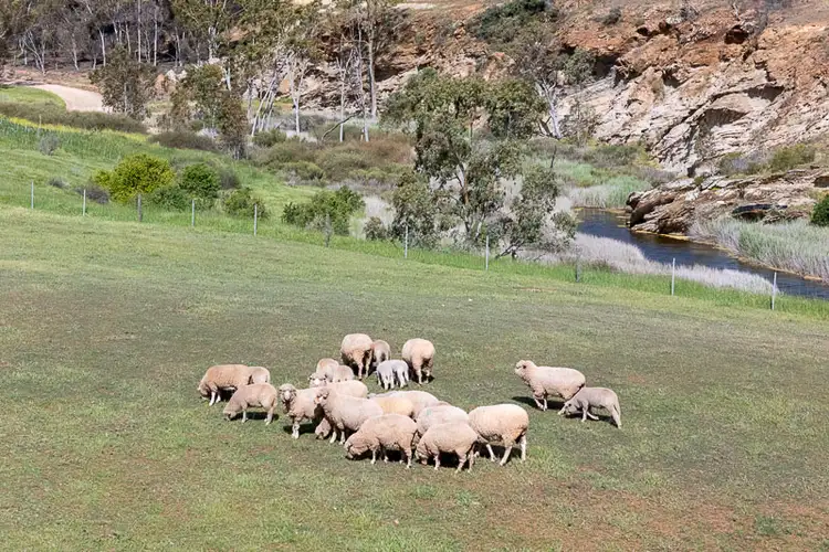 Fourth view of Homely rural property listing, 201 Murphy Road, Barabba SA 5460