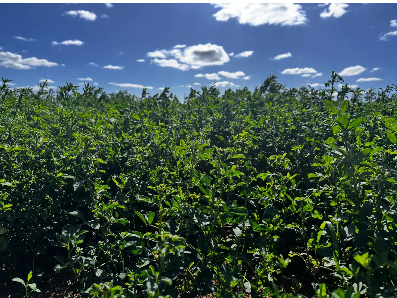 Main view of Homely rural property listing, 229 Elliots Lane, Forbes NSW 2871