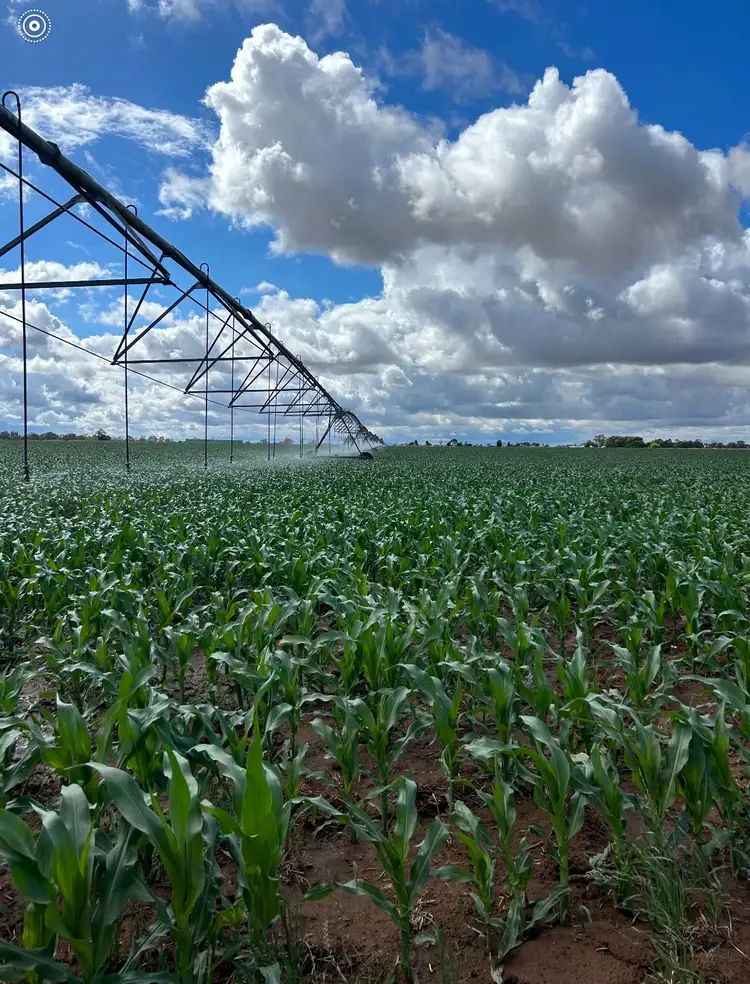 Second view of Homely rural property listing, 229 Elliots Lane, Forbes NSW 2871