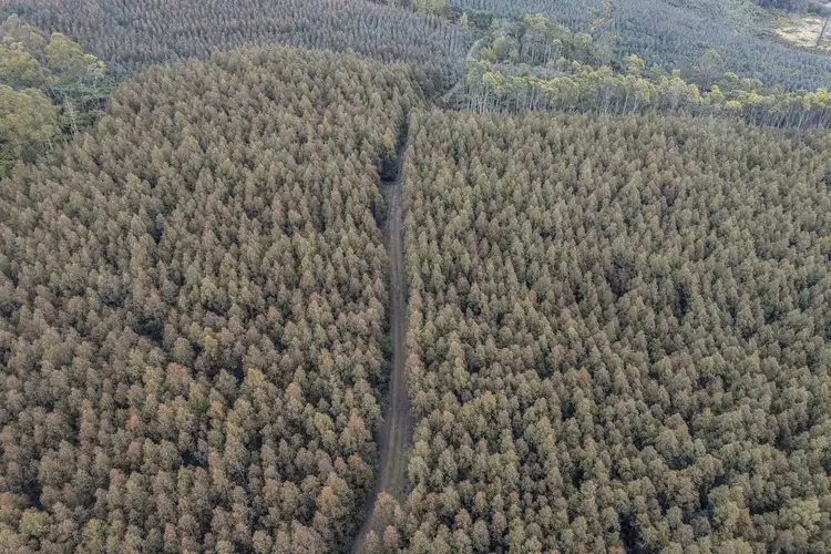 Sixth view of Homely rural property listing, 555 Diddleum Road, Tayene TAS 7259