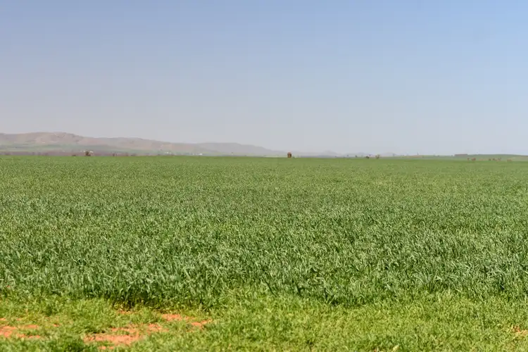 SECTION 121 Orroroo Road, Willowie SA 5431