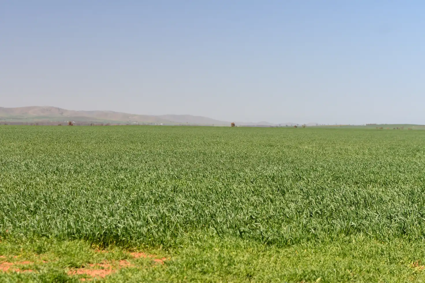 Main view of Homely rural property listing, SECTION 121 Orroroo Road, Willowie SA 5431