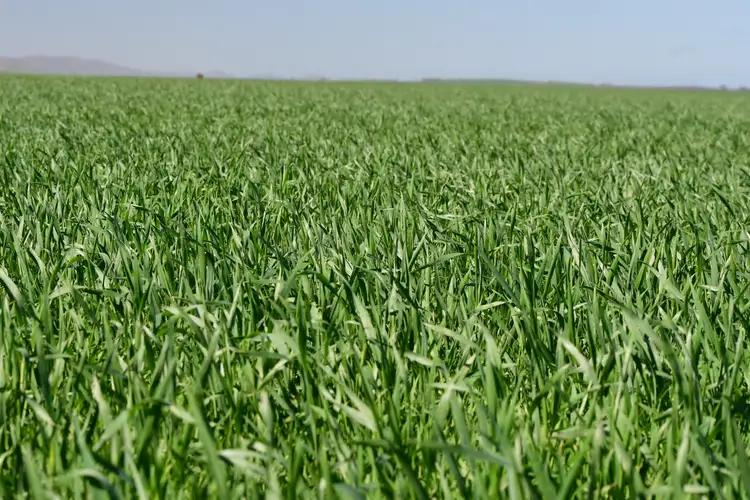 Third view of Homely rural property listing, SECTION 121 Orroroo Road, Willowie SA 5431