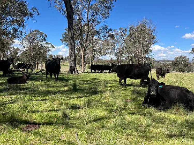 Second view of Homely rural property listing, 860 Bullock Mountain Road, Yarrowford NSW 2370