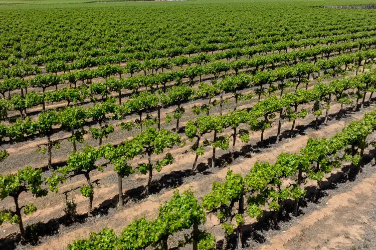 Second view of Homely rural property listing, Allotment 30 & 31 Coates Road, Barmera SA 5345