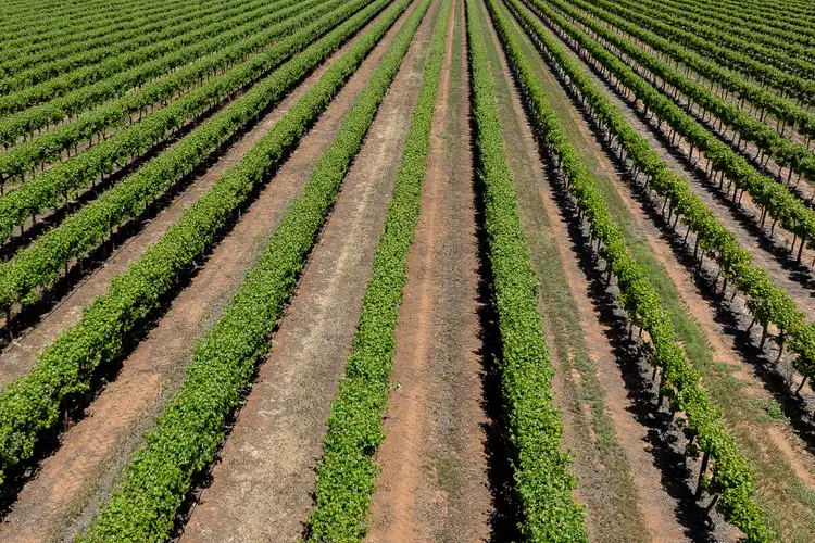 Fourth view of Homely rural property listing, Allotment 30 & 31 Coates Road, Barmera SA 5345