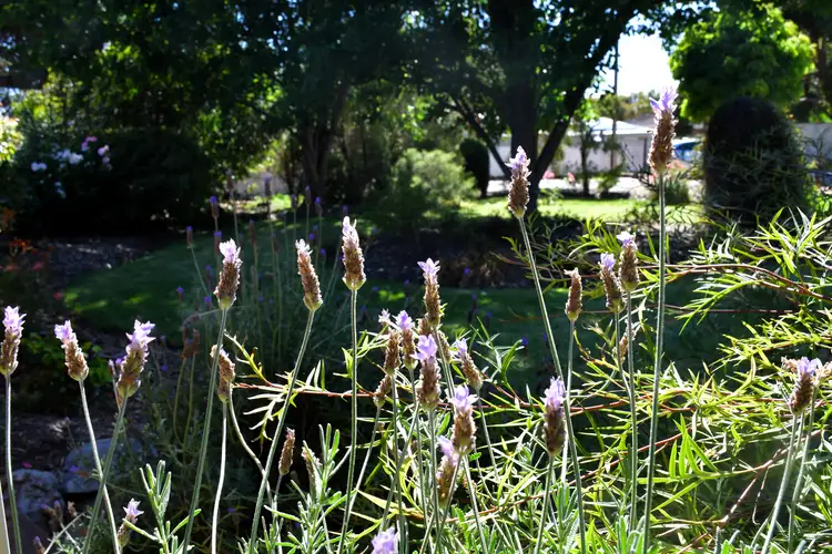 Second view of Homely house listing, 10 Searle Street, Melrose SA 5483