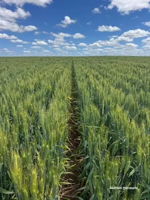 259 Goatcher Road, Dalwallinu WA 6609