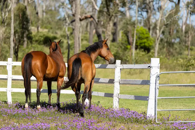 Second view of Homely house listing, 49 Harelmar Road, Southbrook QLD 4363