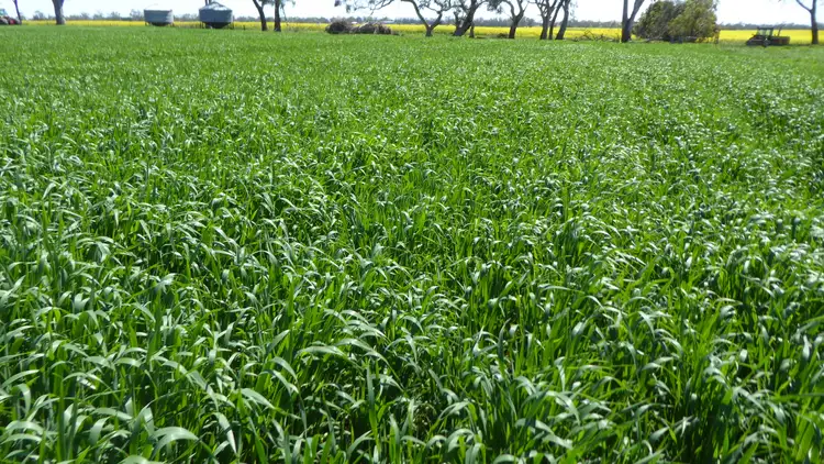 Second view of Homely rural property listing, S606 Swedes Flat Road, Mundulla West SA 5270