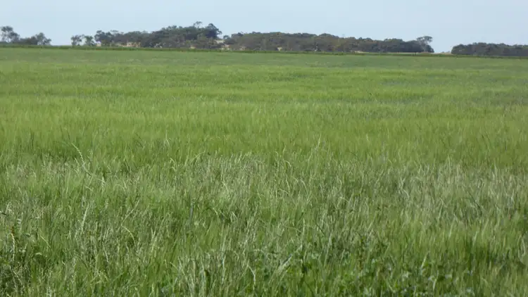 Fifth view of Homely rural property listing, S606 Swedes Flat Road, Mundulla West SA 5270