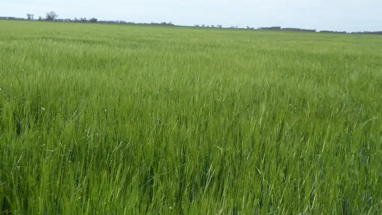 Sixth view of Homely rural property listing, S606 Swedes Flat Road, Mundulla West SA 5270