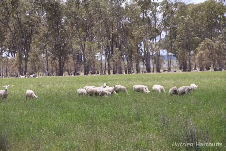 Second view of Homely rural property listing, 345 McDonalds Road, Clunes VIC 3370