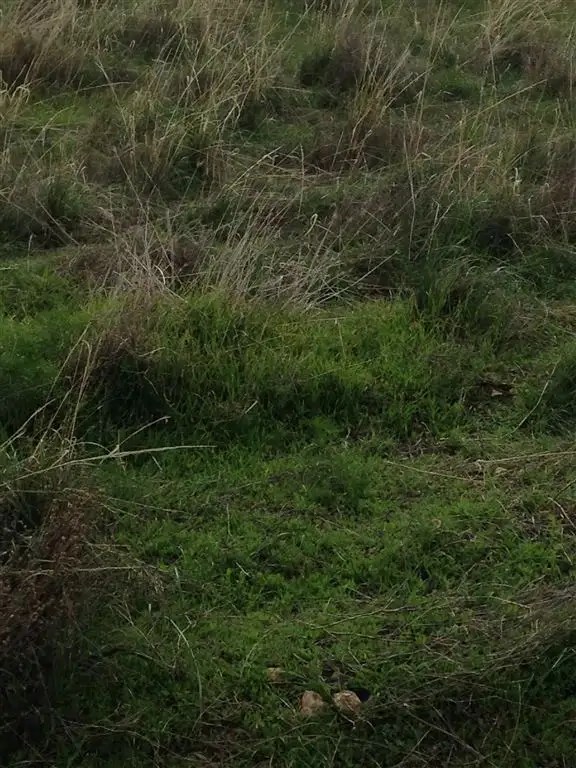 Third view of Homely rural property listing, Lot 91 Foote Road, Eudunda SA 5374