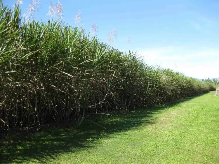 Fourth view of Homely rural property listing, Address available on request