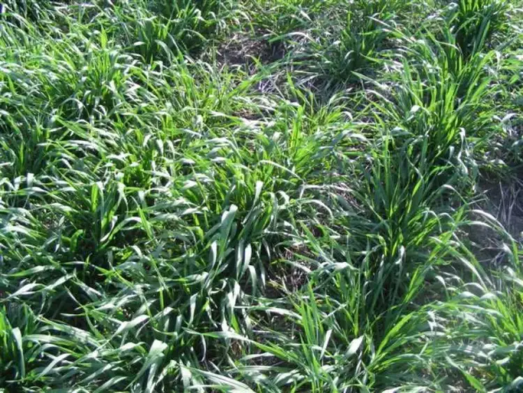 Third view of Homely rural property listing, 131 OLD WARREGO HIGHWAY, Dalby QLD 4405