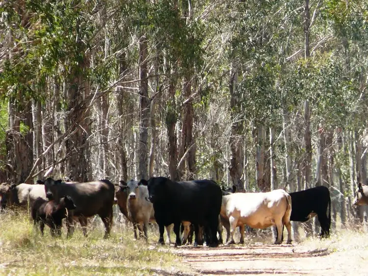 Main view of Homely rural property listing, Lot 122 Dempster Road, Esperance WA 6450