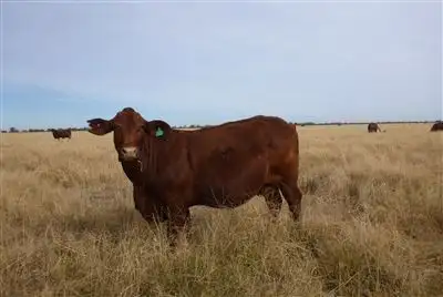 Main view of Homely rural property listing, " Corella", Nyngan NSW 2825