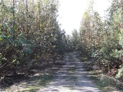 Second view of Homely rural property listing, Williams Road, Royal George TAS 7213