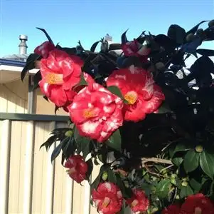 Third view of Homely house listing, 46 Goyder Street, Corrigin WA 6375