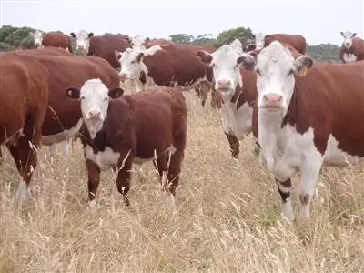 Sixth view of Homely rural property listing, 733 Arthur River Road, Marrawah TAS 7330