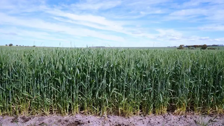 Third view of Homely rural property listing, 1928 Billericay Rd East, Narembeen WA 6369