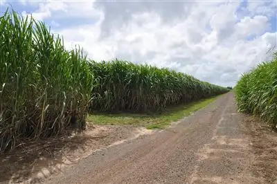 Fifth view of Homely rural property listing, 45 Kellys Road (Farm 1), Marian QLD 4753