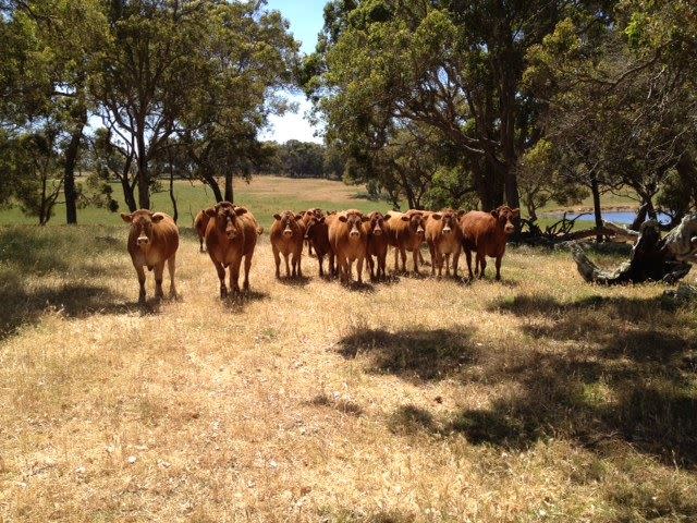 76 Mt Boyle Rd, Kalgan WA 6330