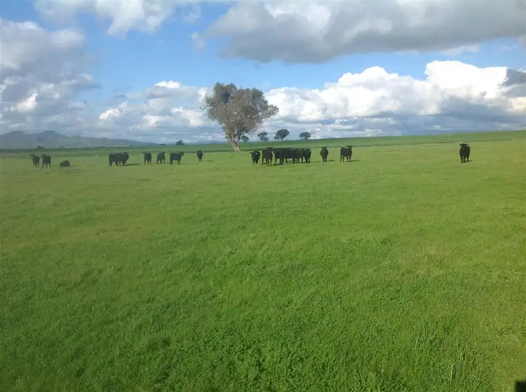 121 Nioka Road, Jindera NSW 2642