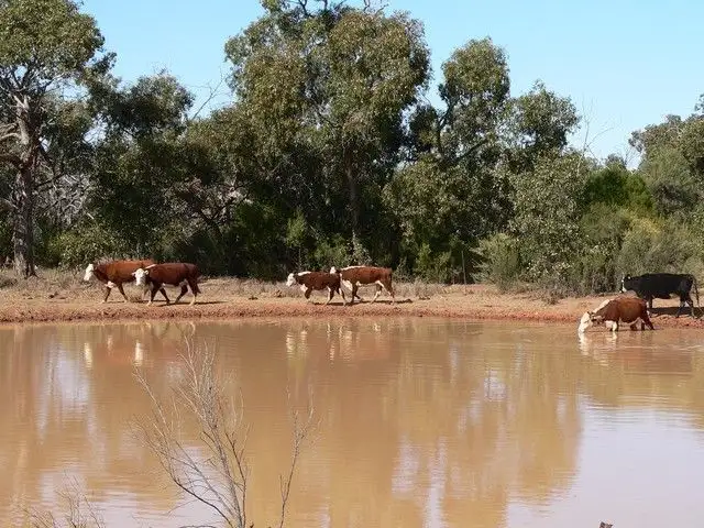 . Kingbolt, Bourke NSW 2840