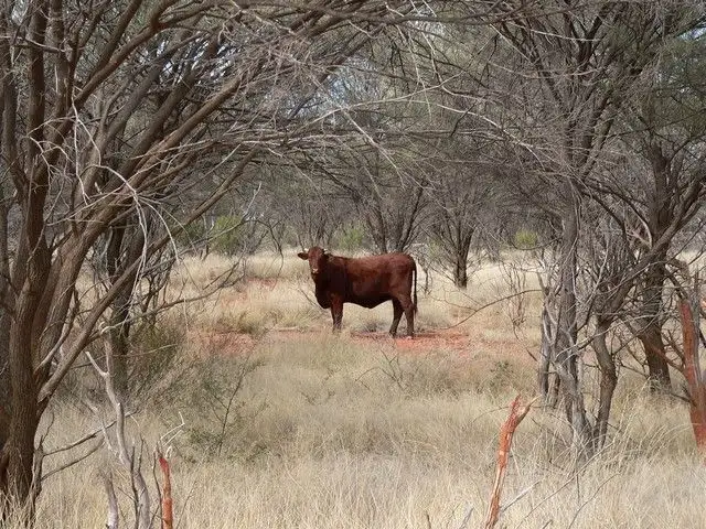 Second view of Homely rural property listing, . Kingbolt, Bourke NSW 2840