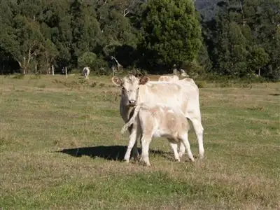 Sixth view of Homely rural property listing, - Peddles Road, Legerwood TAS 7263