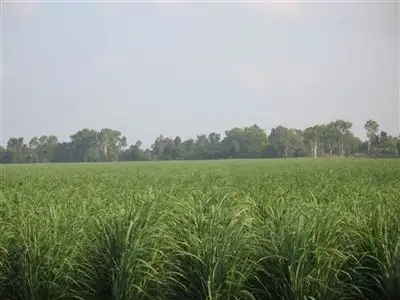 Main view of Homely rural property listing, . Haughton, Giru QLD 4809