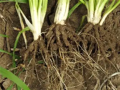 Sixth view of Homely rural property listing, 1312 McLeods Rd, Tara QLD 4421