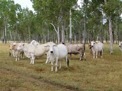 Main view of Homely rural property listing, Address available on request