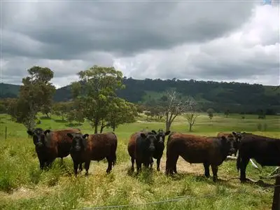 'Mayfield'/889 Tongbong Road, Rylstone NSW 2849