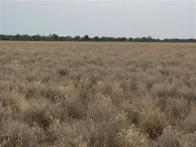 Sixth view of Homely rural property listing, . Harriman Park, Cunnamulla QLD 4490