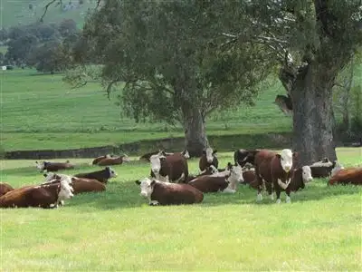 Main view of Homely rural property listing, 250 Sheans Creek Road, Euroa VIC 3666