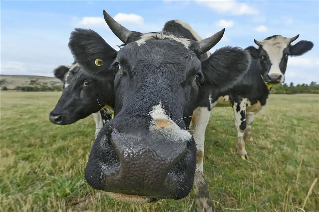 Main view of Homely house listing, 36 Malcolm's Hut Road, Richmond TAS 7025