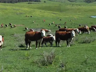 Third view of Homely rural property listing, 271 Haunted Hills Road, Newborough VIC 3825