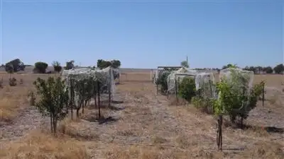 Fifth view of Homely rural property listing, Lot 247 Quellington Rd, Meckering WA 6405